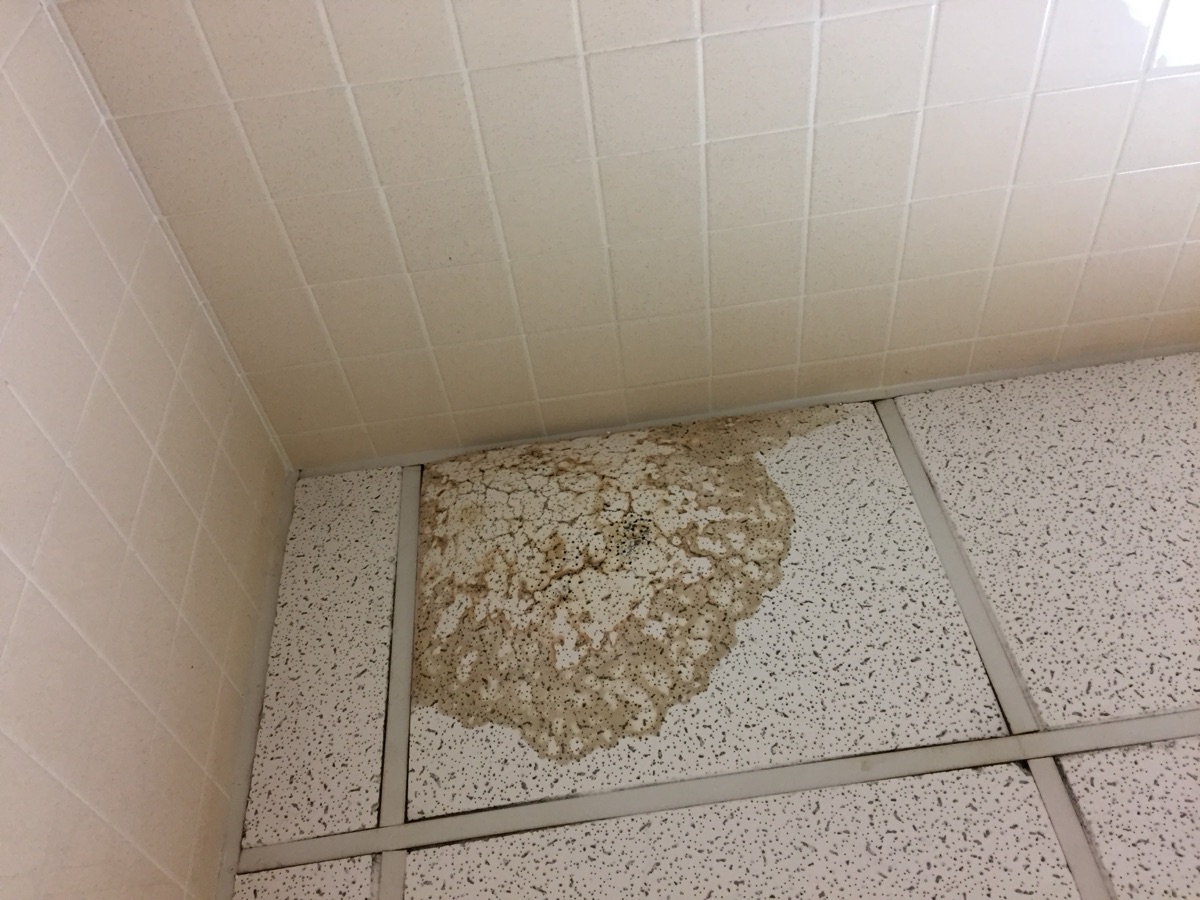 Brown water stain on a drop-ceiling tile from a leaking pipe above.