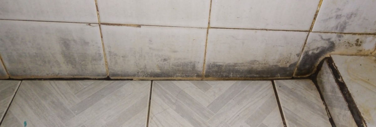 Black mould creeping along the grout line of a bathroom wall.